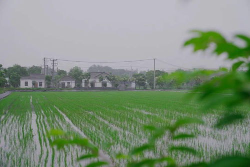 搶抓農時促春耕 夯實基礎保發(fā)展——余旭峰強調扎實推進農業(yè)開發(fā)確保全年農業(yè)農村經濟良好態(tài)勢
